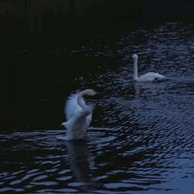 波胆app官网下载手机版